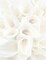 Great Papers! White Calla Lilies Stationery Letterhead, Invitations and Announcements, Printer Friendly, 8.5"x11", 80 Pack